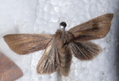 luperine