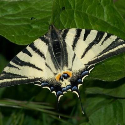 Papilionidae - 2 espèces