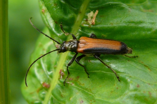 Oedemeridae-Anogcodes ustulatus