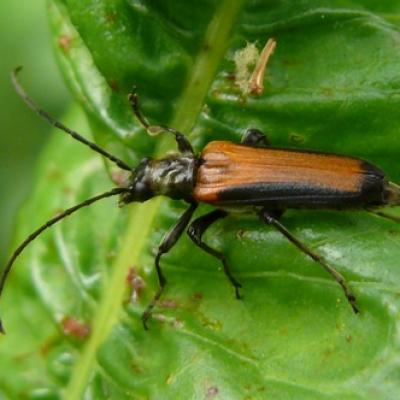 Oedemeridae-Anogcodes ustulatus