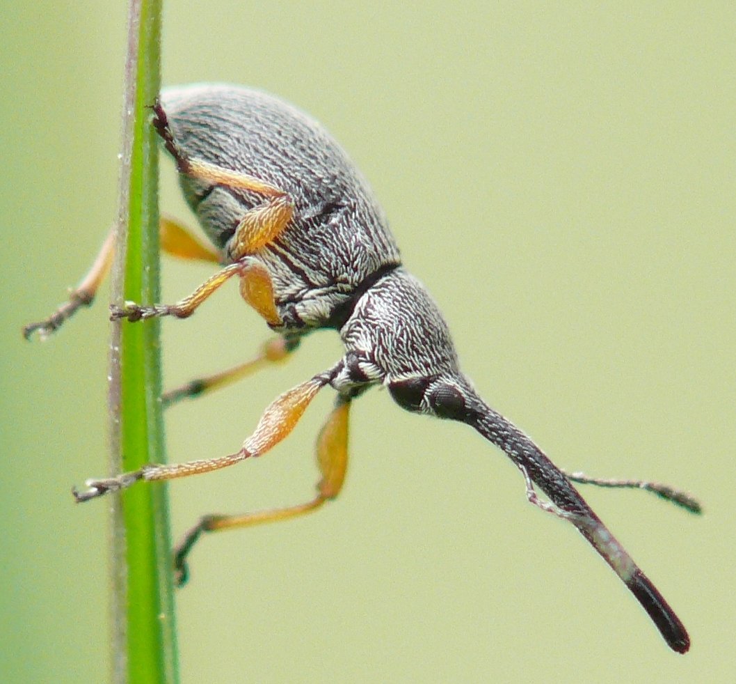 Apionidae-Rhopalapion longirostre
