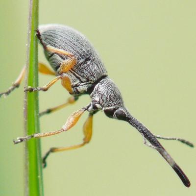 Apionidae-Rhopalapion longirostre