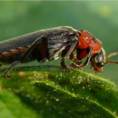 Cantharidae-Cantharis rustica