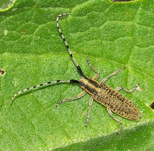 Cerambycidae-Agapanthia villosoviridescens