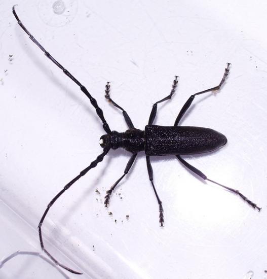 Cerambycidae-Cerambyx scopolii