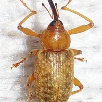 Curculionidae-Dorytomus longimanus