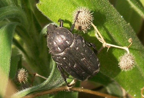 Cetoniidae-Oxythyrea funesta