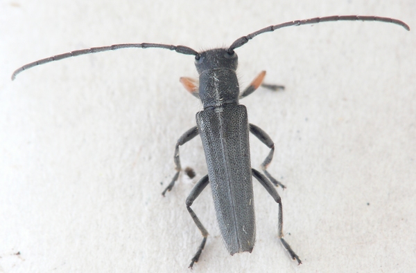 Cerambycidae-Phytoecia cylindrica