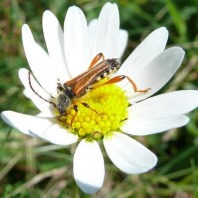 Cerambycidae-Stenopterus rufus