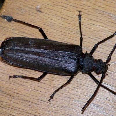 Cerambycidae-Aegosoma scabricorne