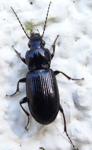 Carabidae-Pterostichus anthracinus