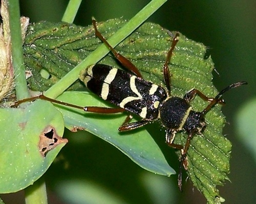 Cerambycidae-Clytus arietis