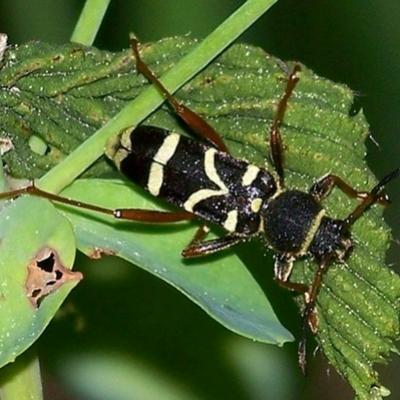 Cerambycidae-Clytus arietis