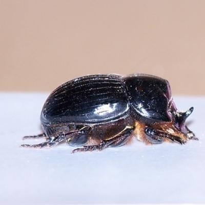 Scarabaeidae-Copris lunaris