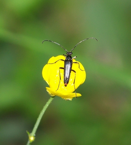 Cerambycidae-Stenurella nigra